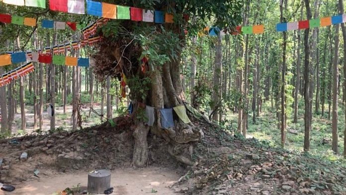 the pillar atop the ‘stupa.’ The stupa is the mound of mud inside the forest of Dharmauli village, about 58 kilometers from Maharajganj's Sohagi Barwa Wildlife Sanctuary. | Shikha Salaria, ThePrint