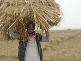 22-year-old Adarsh Kumar helping out his family in the fields Image by special arrangement
