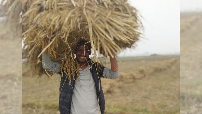 22-year-old Adarsh Kumar helping out his family in the fields Image by special arrangement