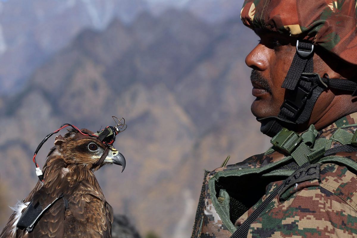 The black kite trained by Indian Army, during joint exercise in Auli | Suraj Singh Bisht | ThePrint