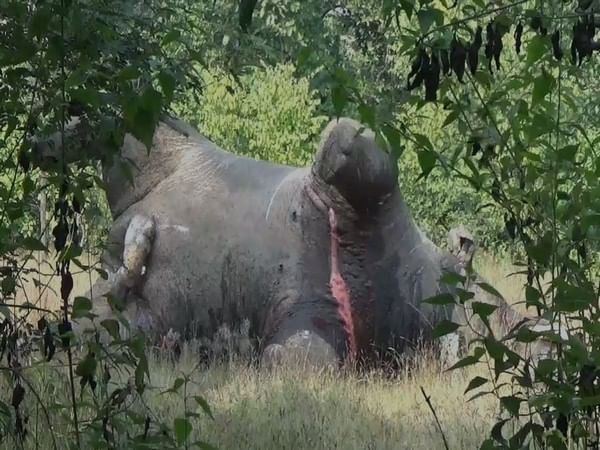 Tusker found dead in Chhattisgarh's Baloda Bazar district