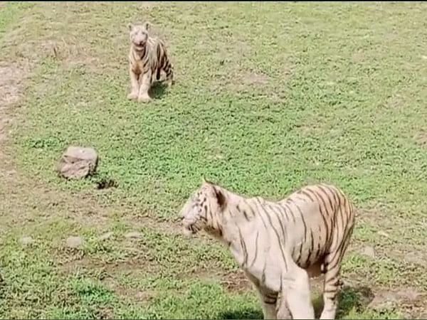 Chhattisgarh: Visitors flock to Maitri Bagh Zoo to see 2-month-old white tiger cub 'Singham'