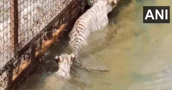 2-month-old white tiger 'Singham', released in Maitri Bagh Zoo in Chhattisgarh's Bhilai