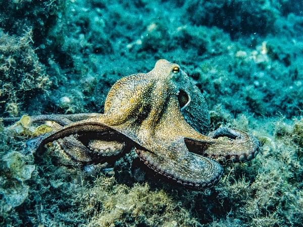 Neuroscientists look deep into the eyes of the octopus: Research