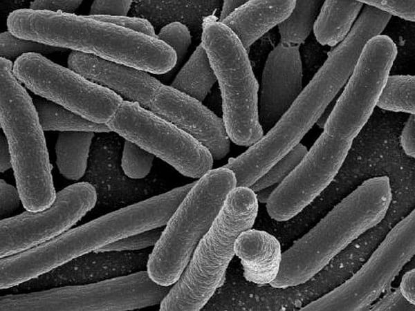 Microbes help orchestrate how gut uses its genes
