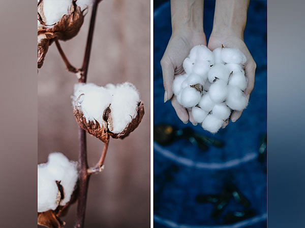India's total cotton production in 2022-23 estimated at 344 lakh bales