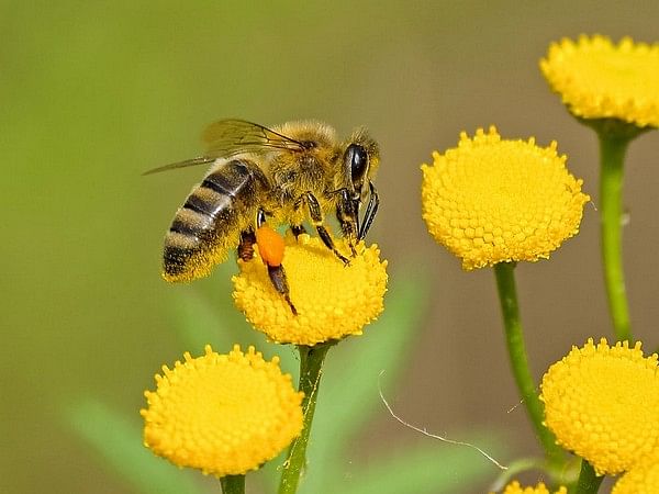 Study finds that honey bee life spans are 50 per cent shorter today than they were 50 years ago
