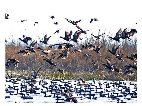 Migratory birds start arriving at wetlands in the Kashmir valley