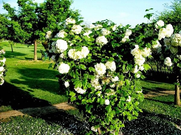 Kashmiri Rose: What makes the flower so unique and ornamental