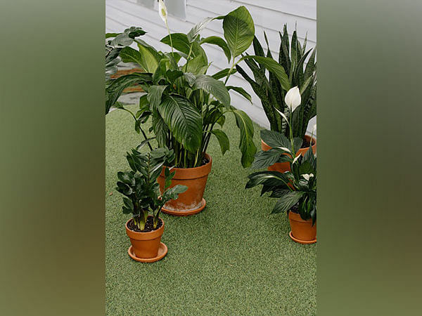Plant roots change shape and branch out for water: Study