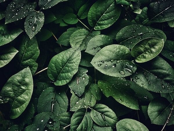 Plants adapt to climate change by using epigenetic memory: Research