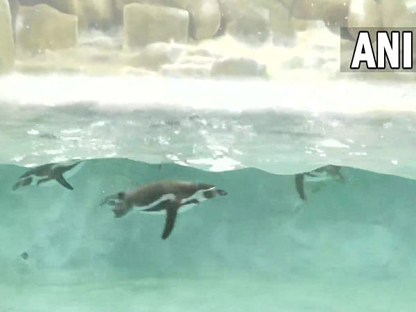 Newborn penguin triplets the centre of attraction at Byculla zoo this holiday season