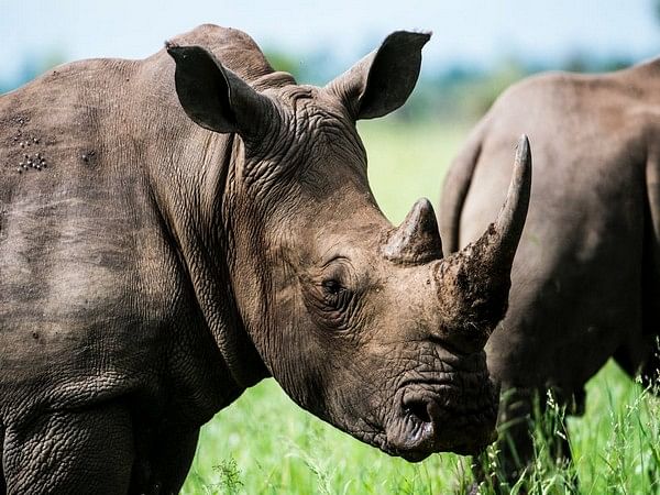 assam | A female rhino was poached in Kaziranga National Park and Tiger  Reserve, an official said on Monday. According to the Kaziranga... |  Instagram