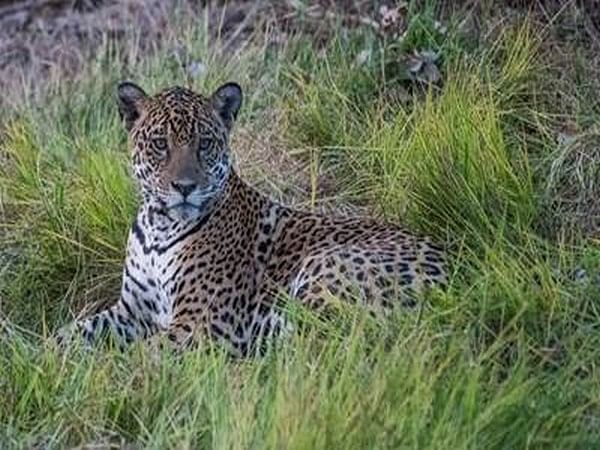 International Jaguar Day celebrated at National Zoological Park in Delhi –  ThePrint – ANIFeed