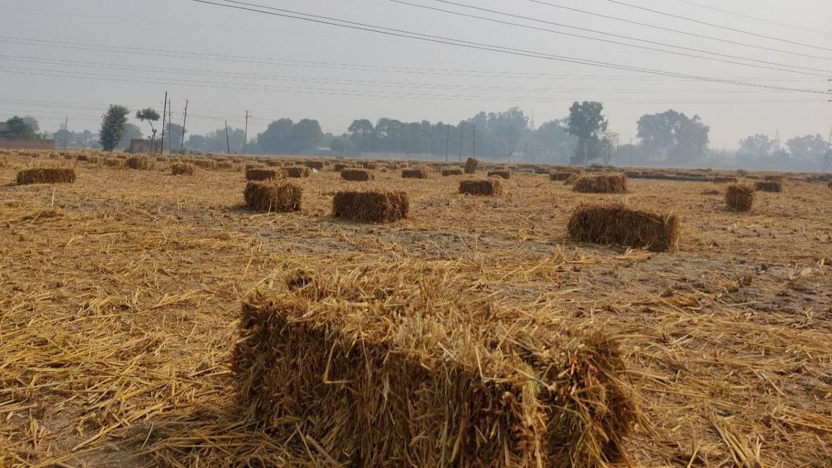 Bales of stubble in Bajra | Disha Verma | ThePrint