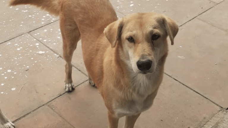 NCR dogs still missing after Diwali. Army of rescuers on lookout using Facebook, Instagram