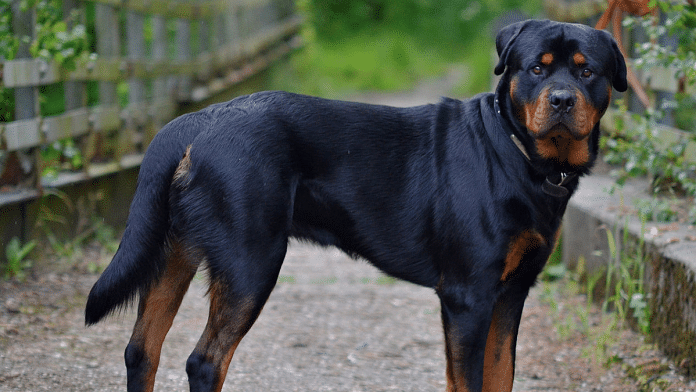 Representative image of a Rottweiler, one of the breed banned by the Gurugram forum | Wikimedia Commons