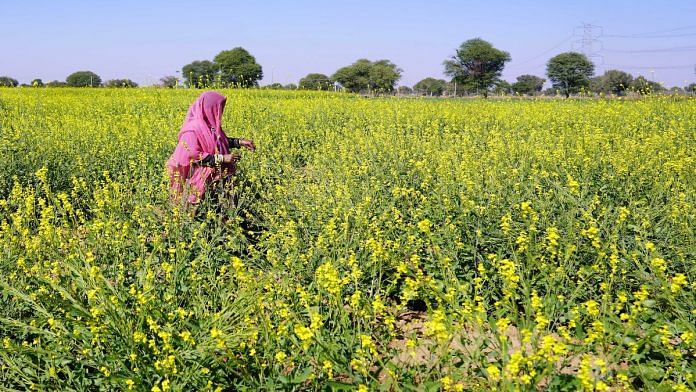 A woman farmer examines mustard crop in a field | ANI