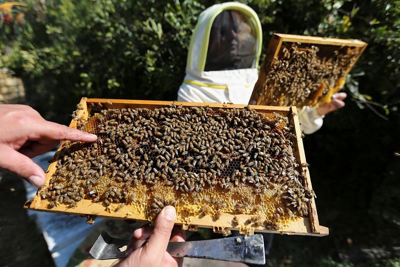Gaza beekeepers who survived blockade struggle with unstable climate –  ThePrint –