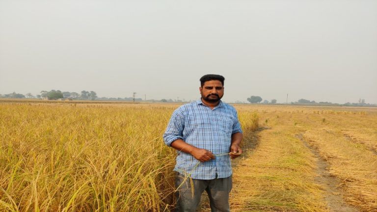 In Punjab’s paddy fields, farmers hail a new low-cost, high-yield rice varieties ‘revolution’