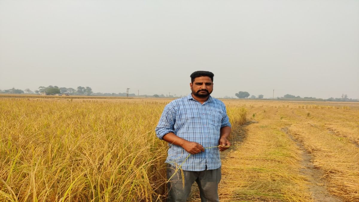 In Punjab's paddy fields, farmers hail a new lowcost, highyield rice