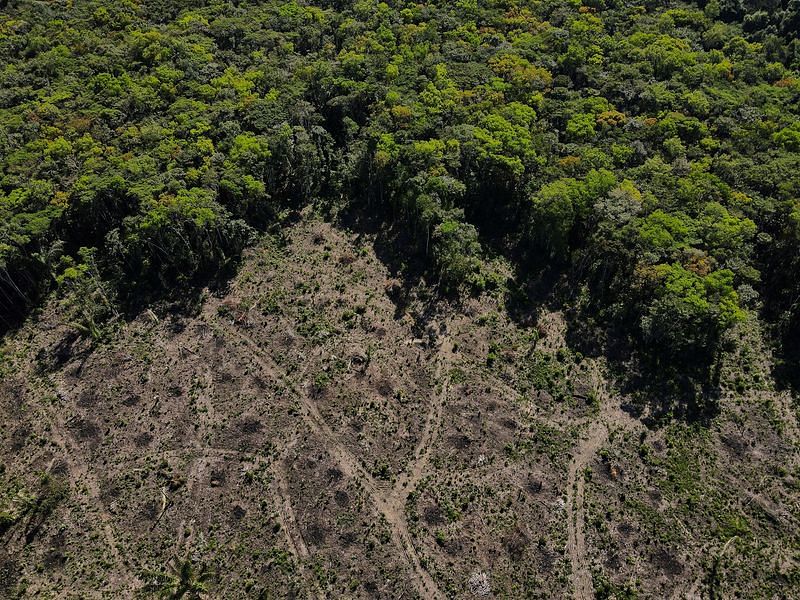 deforestation has begun to slow since Lula took over in Brazil
