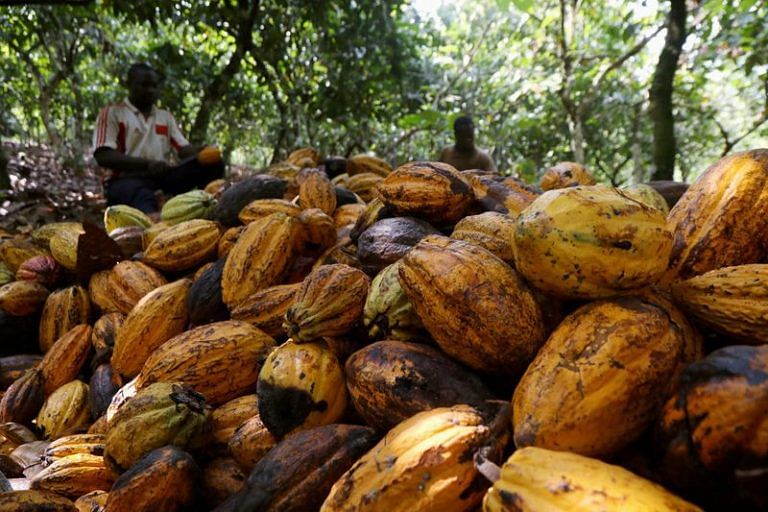 Soil moisture and rain boost Ivory Coast main cocoa crop