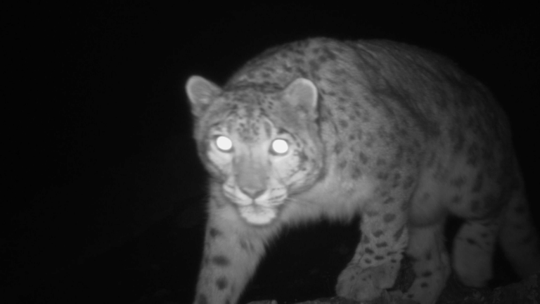 Camera traps capture elusive snow leopard in upper reaches of J&K