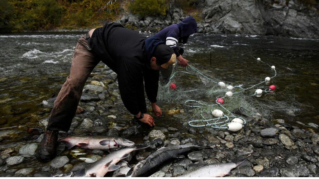 File photo of Ernie Marshal (R) and his nephew Joseph Marshal (L) fish for salmon with a net on the Trinity River on the Hoopa Valley Reservation in Hoopa, California, U.S., 14 October, 2021 | Reuters
