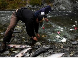 File photo of Ernie Marshal (R) and his nephew Joseph Marshal (L) fish for salmon with a net on the Trinity River on the Hoopa Valley Reservation in Hoopa, California, U.S., 14 October, 2021 | Reuters