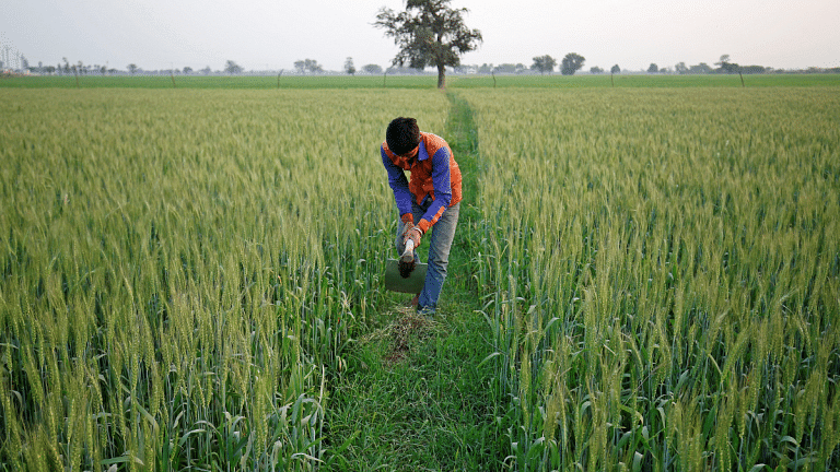 India’s wheat planting gathers momentum, latest data shows acreage up by nearly 10%