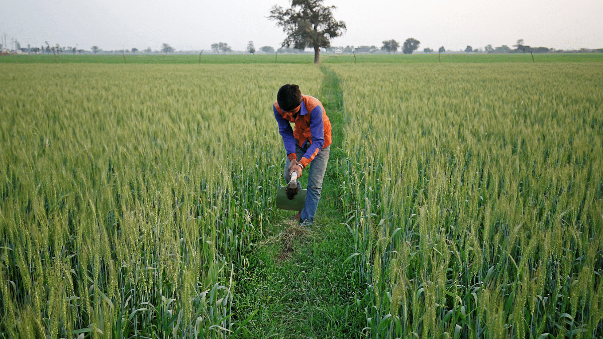 india-s-wheat-planting-gathers-momentum-latest-data-shows-acreage-up