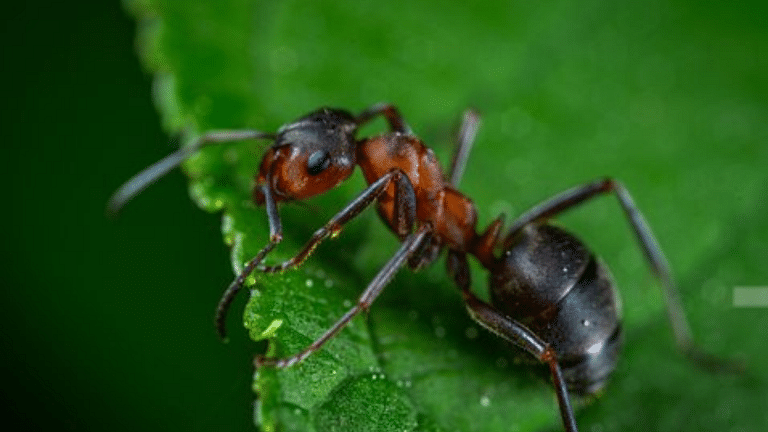 Ants hold solutions to human problems – wise farming practices to efficient navigation