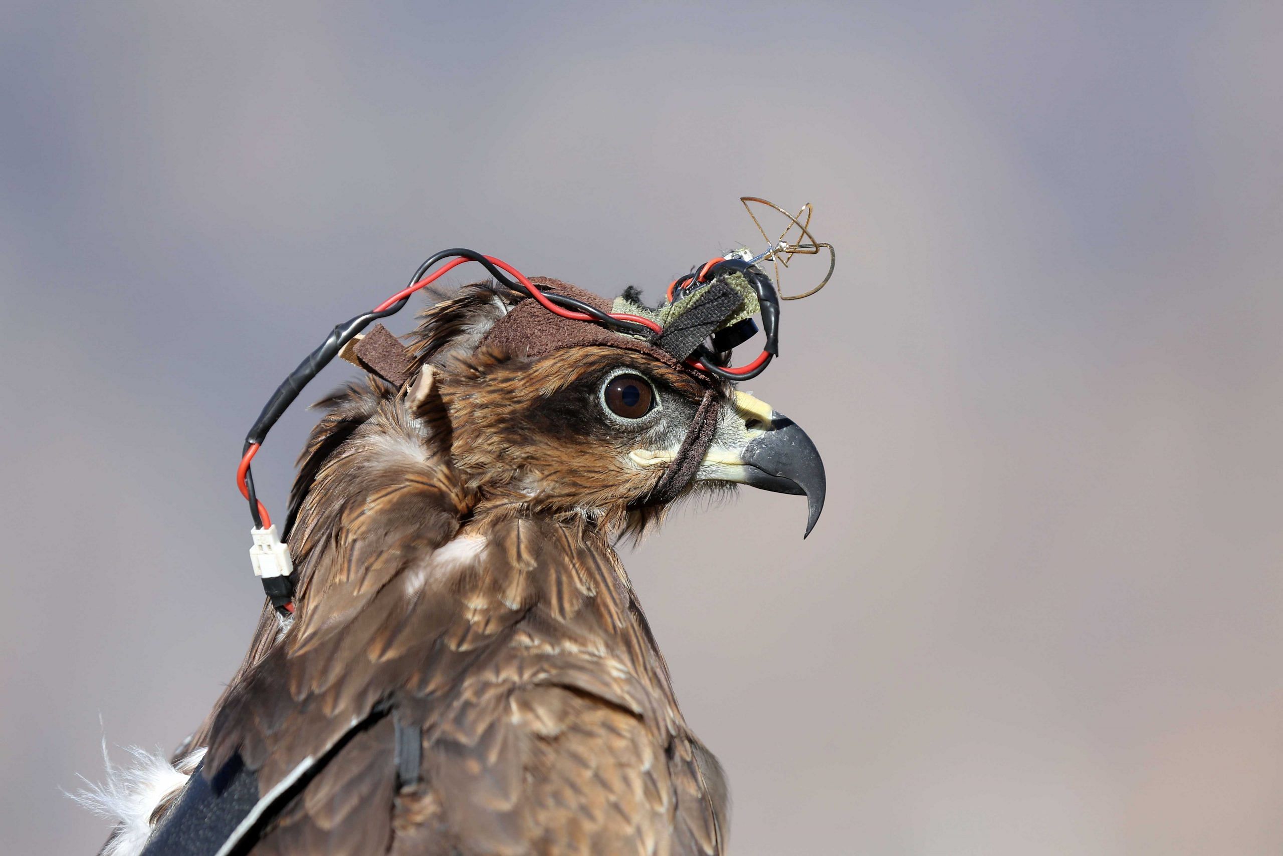 The camera fitted on the black kite's head at the Yudh Abhyas exercise | Suraj Singh Bisht | ThePrint