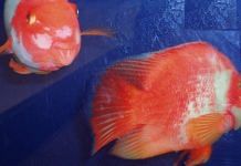 Representational photo of cichlid fish | Commons