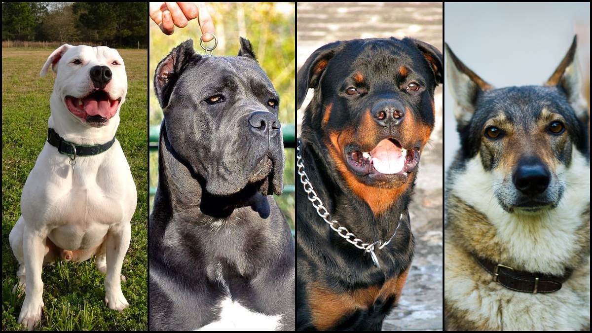 1 family, 1 dog, orders Gurugram redressal forum, bans 11 foreign breeds  after dog bite case