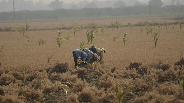 Losing the pulse: Farmers will suffer a setback with falling chana prices. Govt must observe