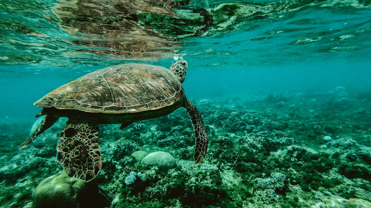 ocean Representational image | Pexels