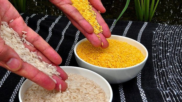 Golden Rice grains compared to white rice grains | Credit: Commons/ International Rice Research Institute (IRRI)