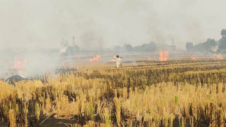 ‘No other option’ — as its fields turn black & skies smoky, why Punjab won’t stop burning stubble