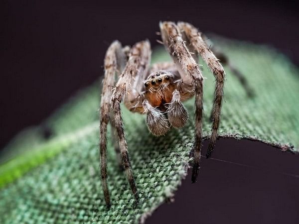 Male orb-weaving spiders fight less in female-dominated colonies