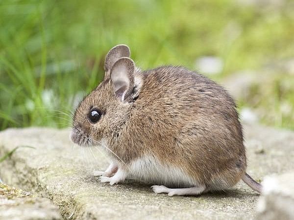 Muscle loss severity is related to tumour type, size, location in mice