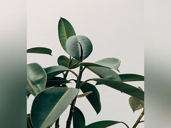 Plants Can Adapt Their Lignin Using Chemically Encoding Enzymes To Face Climate Change Study Plants Can Adapt Their Lignin Using Chemically Encoding Enzymes To Face Climate Change Study