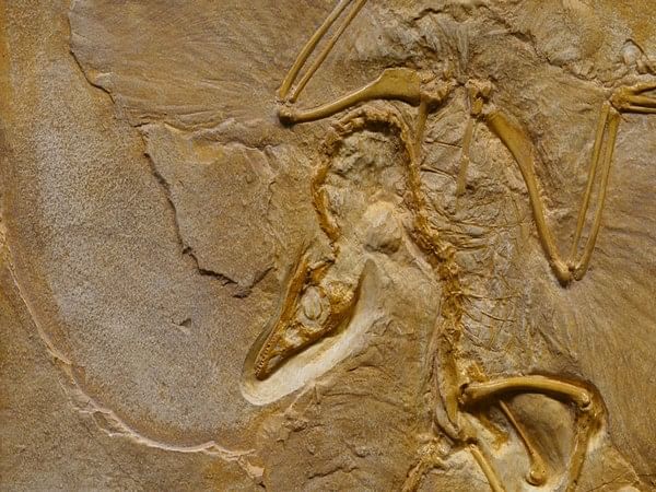 Researchers discover oldest Pterodactylus fossil in Germany – ThePrint ...