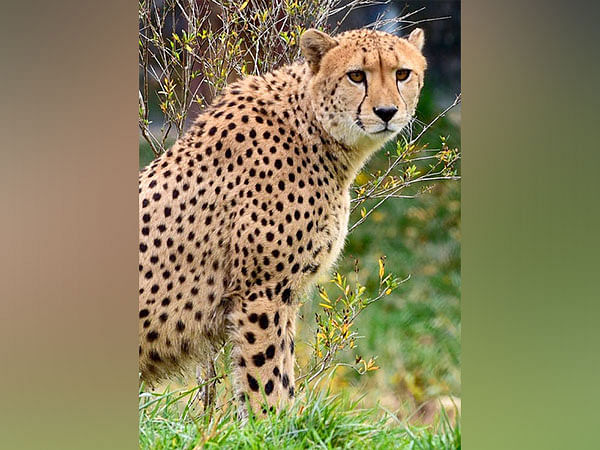 Cheetah marking trees are hotspots for communication also for other species