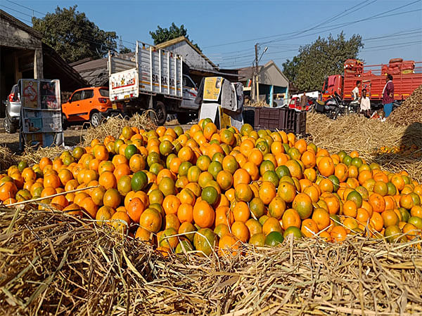 Bengal: Traders of Darjeeling oranges see production plummet to 30%