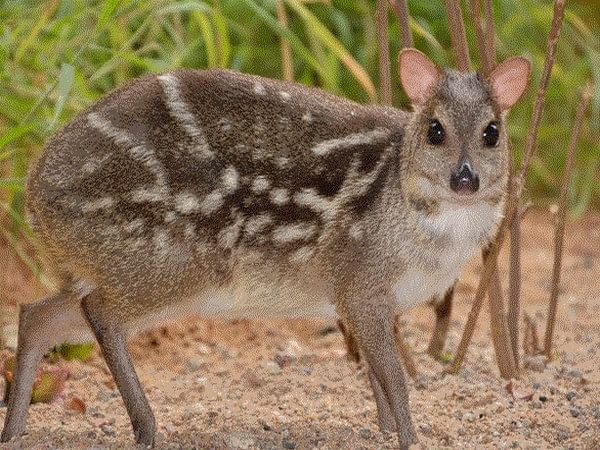 Mouse deer enters mating phase in shortest time after childbirth: Study –  ThePrint – ANIFeed