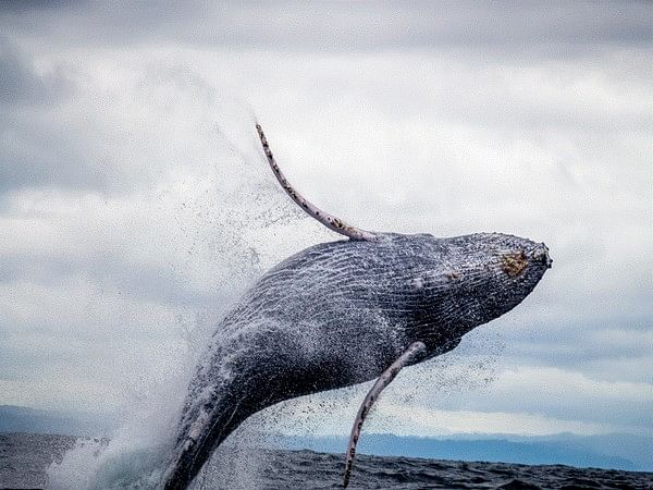 South American volcanoes may have led to whale extinctions: Research