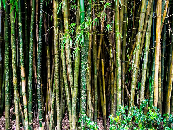 Advisory group formed to bring synergy in bamboo value chain