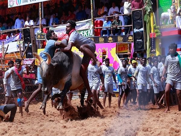 'Jallikattu' has cultural value, no cruelty on bulls: Tamil Nadu tells SC
